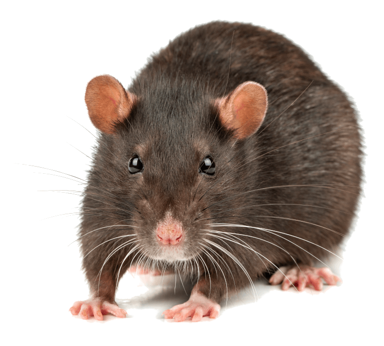 Retail Pest Control Retail Pest Control